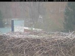 Archived image Webcam Stork Nest at the Bavarian Forest National Park 10:00