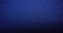 Archiv Foto Webcam Herchenhainer Höhe: Vogelschmiede 03:00