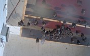 Archived image Webcam Feistritz an der Gail: Bat House 23:00