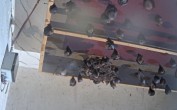 Archived image Webcam Feistritz an der Gail: Bat House 03:00