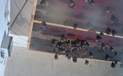 Archived image Webcam Feistritz an der Gail: Bat House 05:00