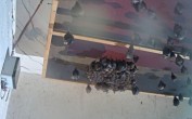Archived image Webcam Feistritz an der Gail: Bat House 06:00