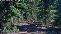 Archiv Foto Webcam Schneehöhenanzeige Mt Bachelor 09:00