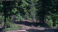 Archiv Foto Webcam Schneehöhenanzeige Mt Bachelor 11:00