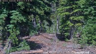 Archiv Foto Webcam Schneehöhenanzeige Mt Bachelor 13:00