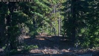 Archived image Webcam Snow Stake Mt Bachelor 09:00