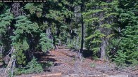 Archived image Webcam Snow Stake Mt Bachelor 13:00
