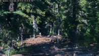 Archiv Foto Webcam Schneehöhenanzeige Mt Bachelor 15:00