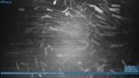 Archiv Foto Webcam Bödele: Blick auf den Lanklift 01:00
