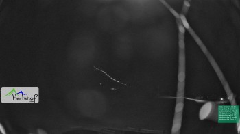 Damüls: Webcam Hertehof